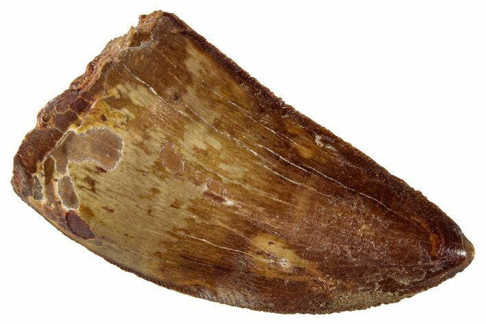 Serrated, Carcharodontosaurus Tooth - Real Dinosaur Tooth #267777